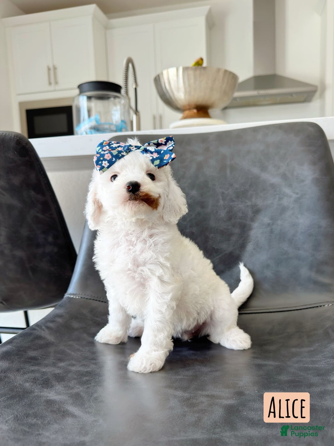 Mini Goldendoodle dogs for sale: Petite Alice - Image 8