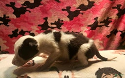 Border Collie dogs for sale: Justi - Image 11