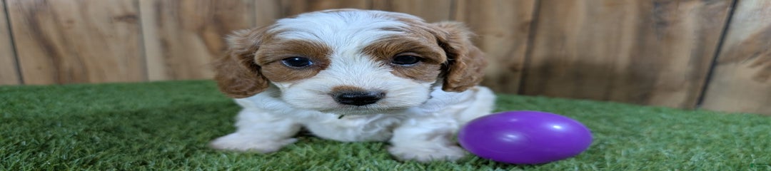 Milly Girl 1