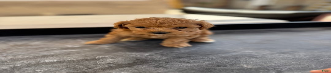 Sadie