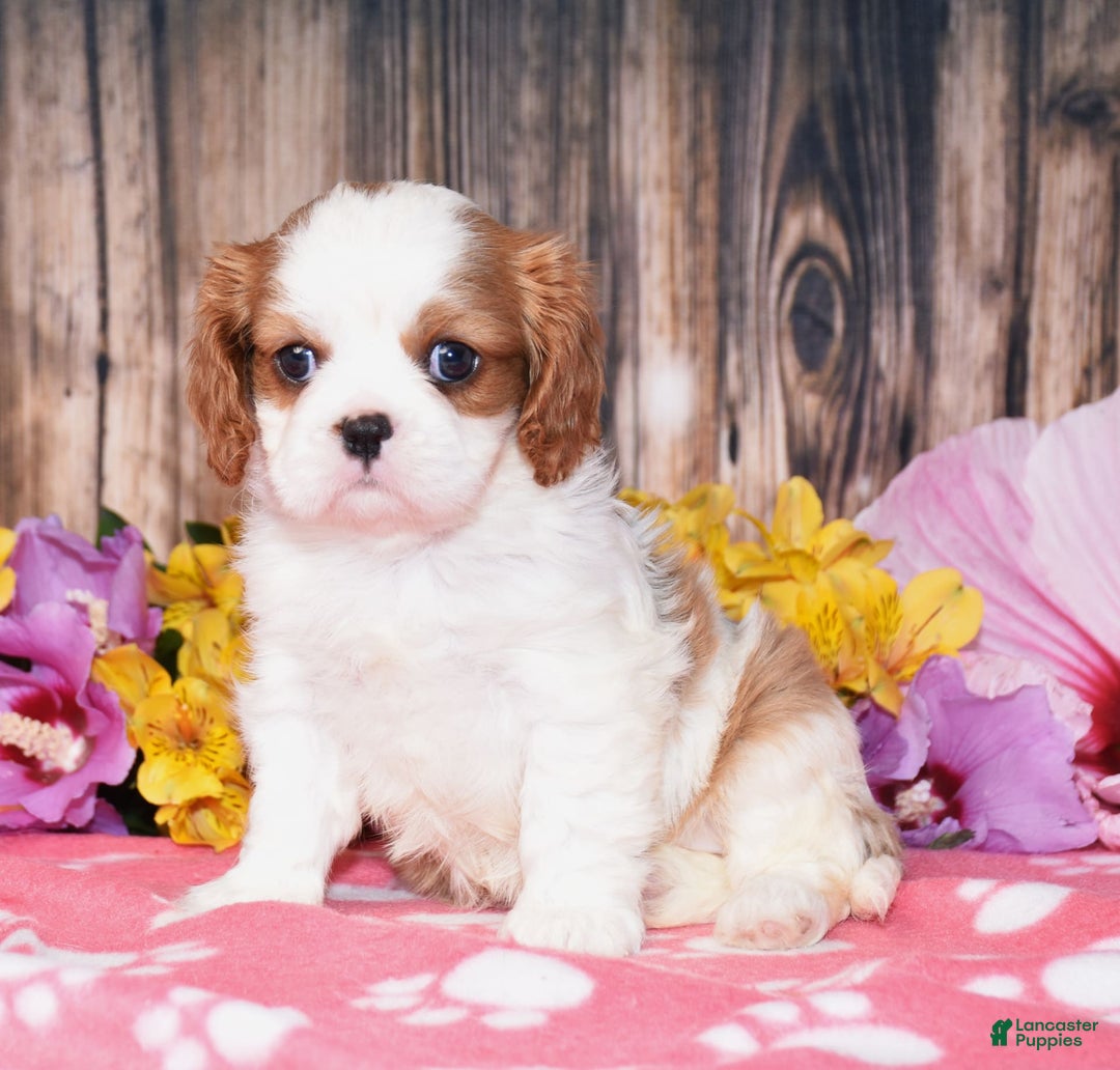 Cavalier King Charles Spaniel dogs for sale: Eclipse - Image 2