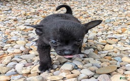 Pomchi dogs for sale: Batty - Image 2