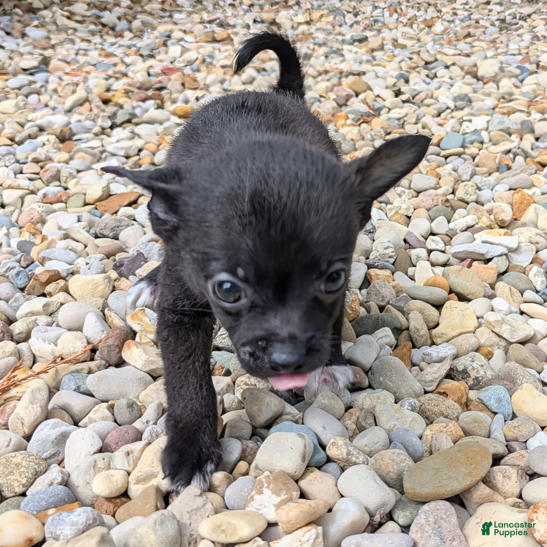 Pomchi dogs for sale: Batty - Image 2