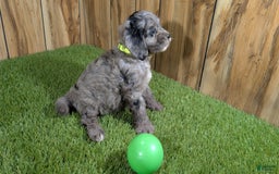 Cavapoo dogs for sale: Bertha Boy 4 - Image 2
