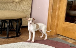 Italian Greyhound dogs for sale: Cindy - Image 7