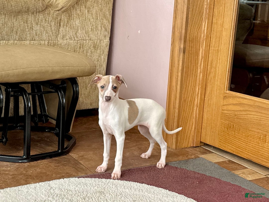 Italian Greyhound dogs for sale: Cindy - Image 7