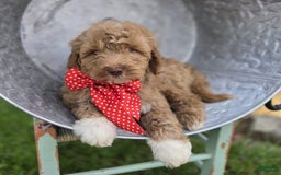 Bernedoodle dogs for sale: Gordan - Image 8