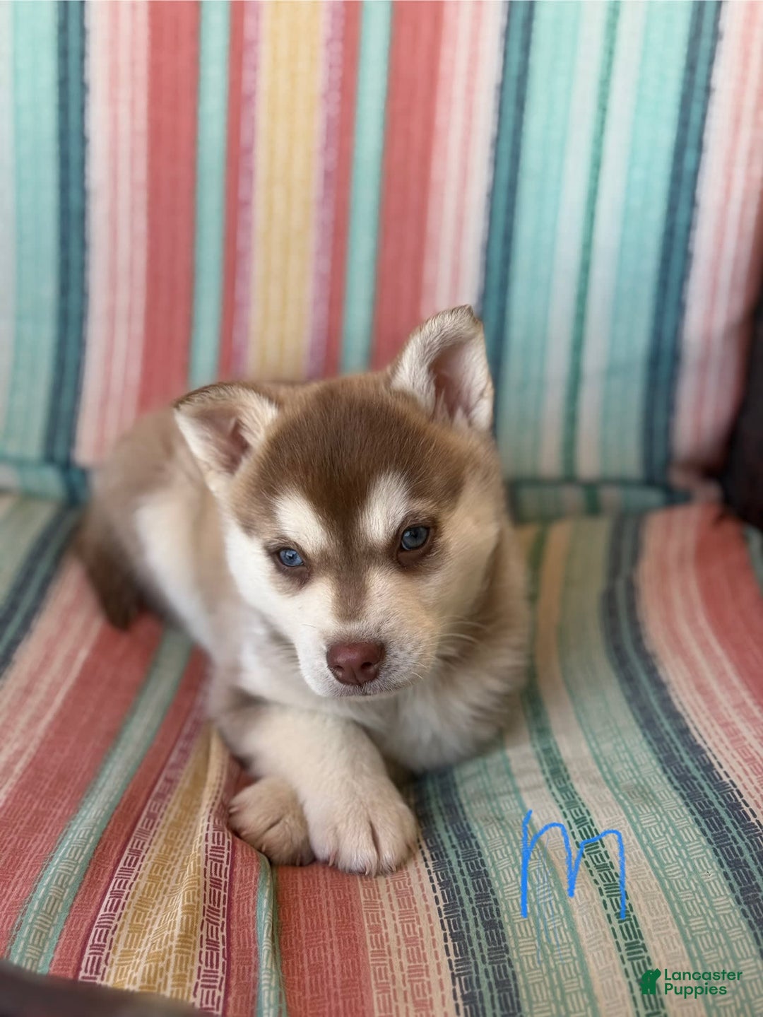 Alaskan Klee Kai dogs for sale: Green Collar - Image 2