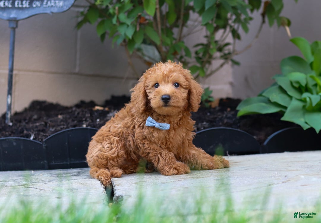 Schnoodle dogs for sale: Timmy - Image 1