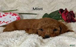 Mini Goldendoodle dogs for sale: Misti - Image 4