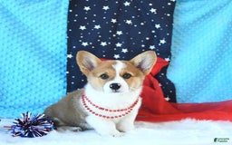 Welsh Corgi Pembroke dogs for sale: Patsy - Image 5