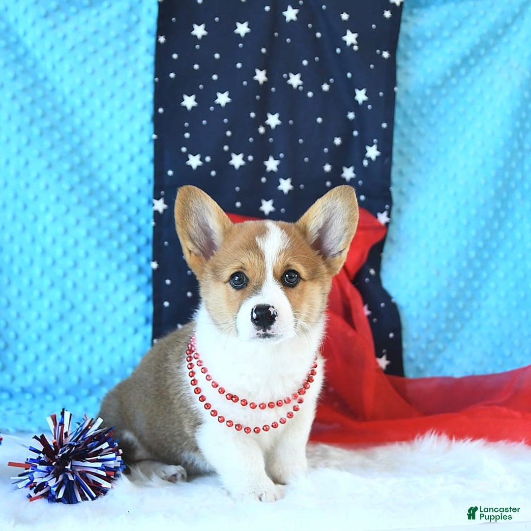 Welsh Corgi Pembroke dogs for sale: Patsy - Image 5