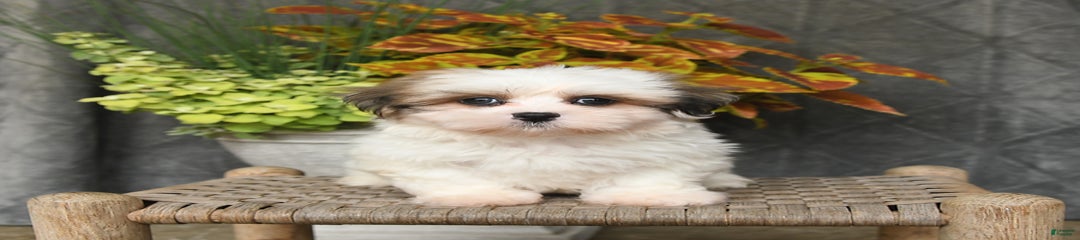 Peter