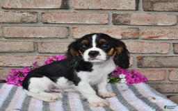 Cavalier King Charles Spaniel dogs for sale: Dasher - Image 13