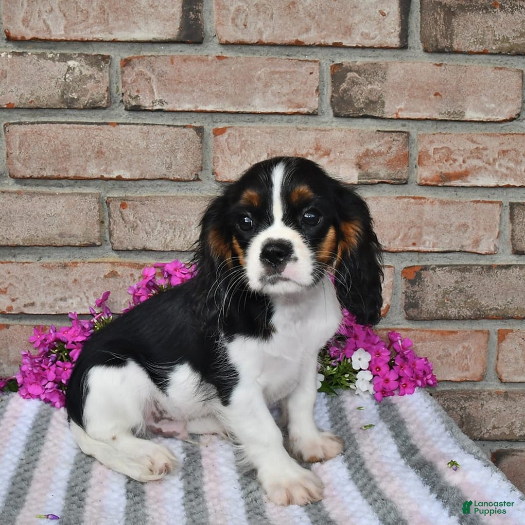 Cavalier King Charles Spaniel dogs for sale: Dasher - Image 13