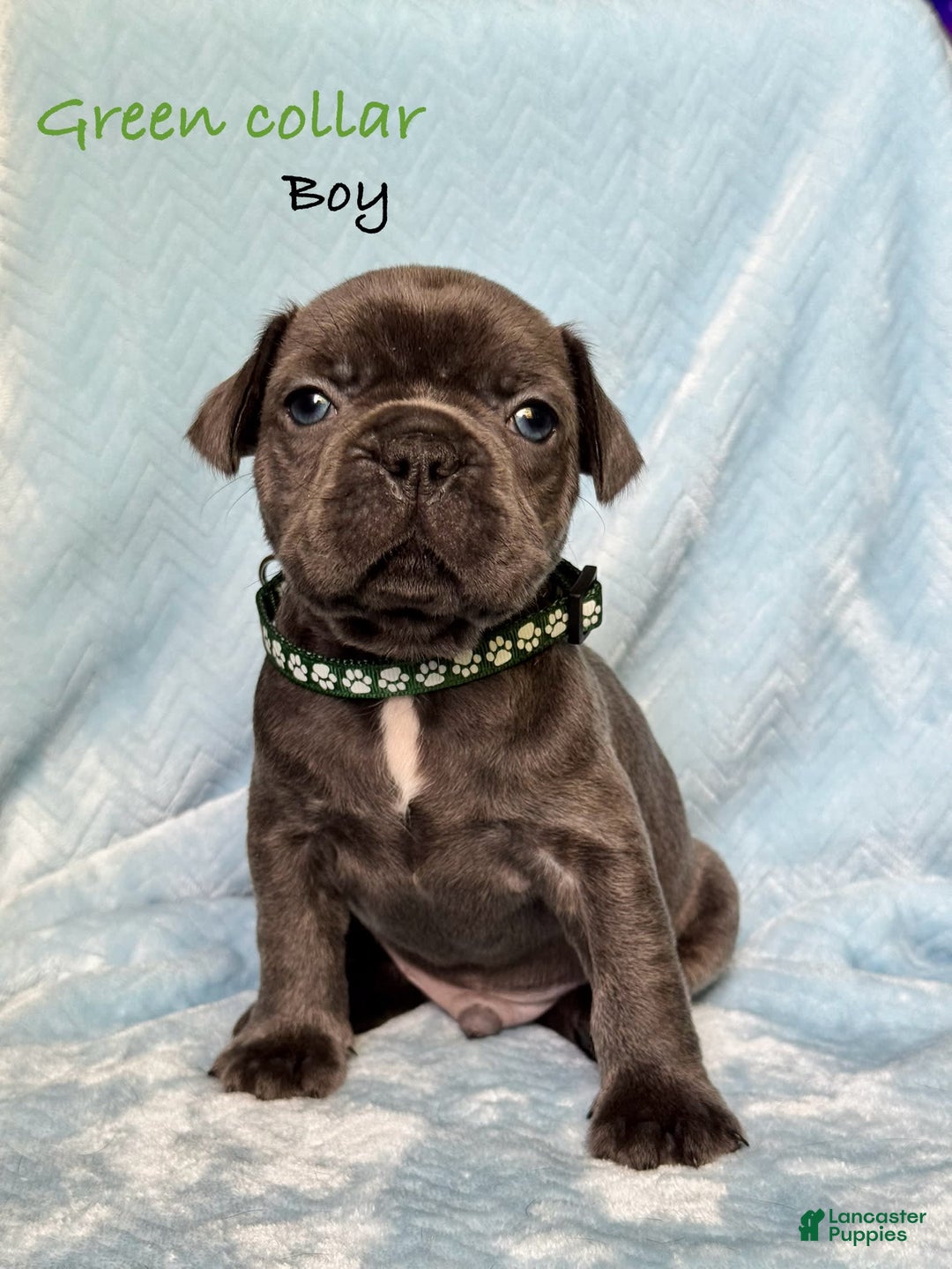 French Bulldog dogs for sale: Forest - Image 6
