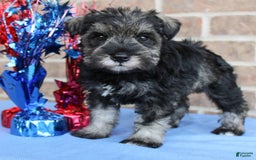 Miniature Schnauzer dogs for sale: Keira - Image 1