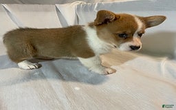Welsh Corgi Pembroke dogs for sale: Jewel - Image 2