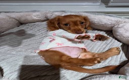 Miniature Dachshund dogs for sale: Princess - Image 1