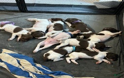 German Shorthaired Pointer dogs for sale: Black - Image 1