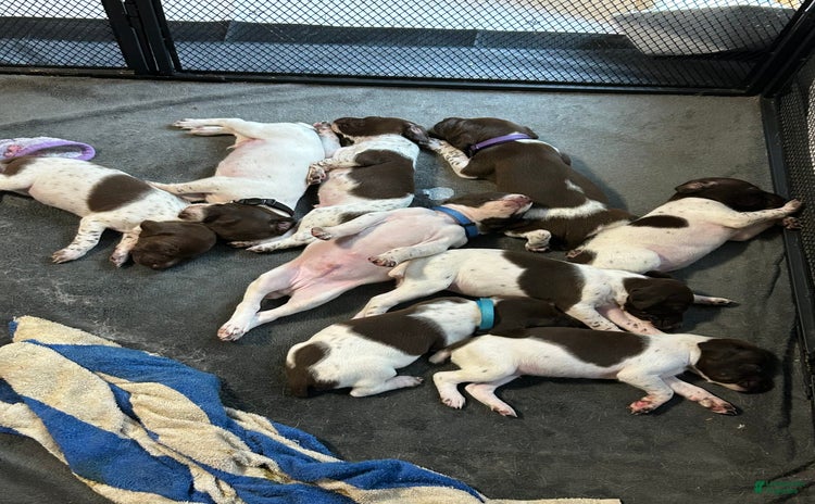 German Shorthaired Pointer dogs for sale - Ad 3