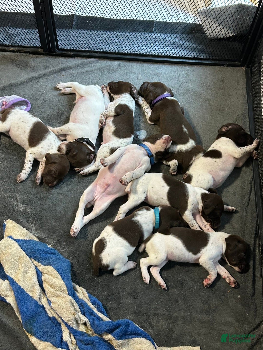 German Shorthaired Pointer dogs for sale: Black - Image 1