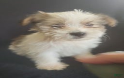 Cavalier King Charles Spaniel dogs for sale: Peanut - Image 3