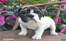 English Bulldog dogs for sale: Allace - Image 1