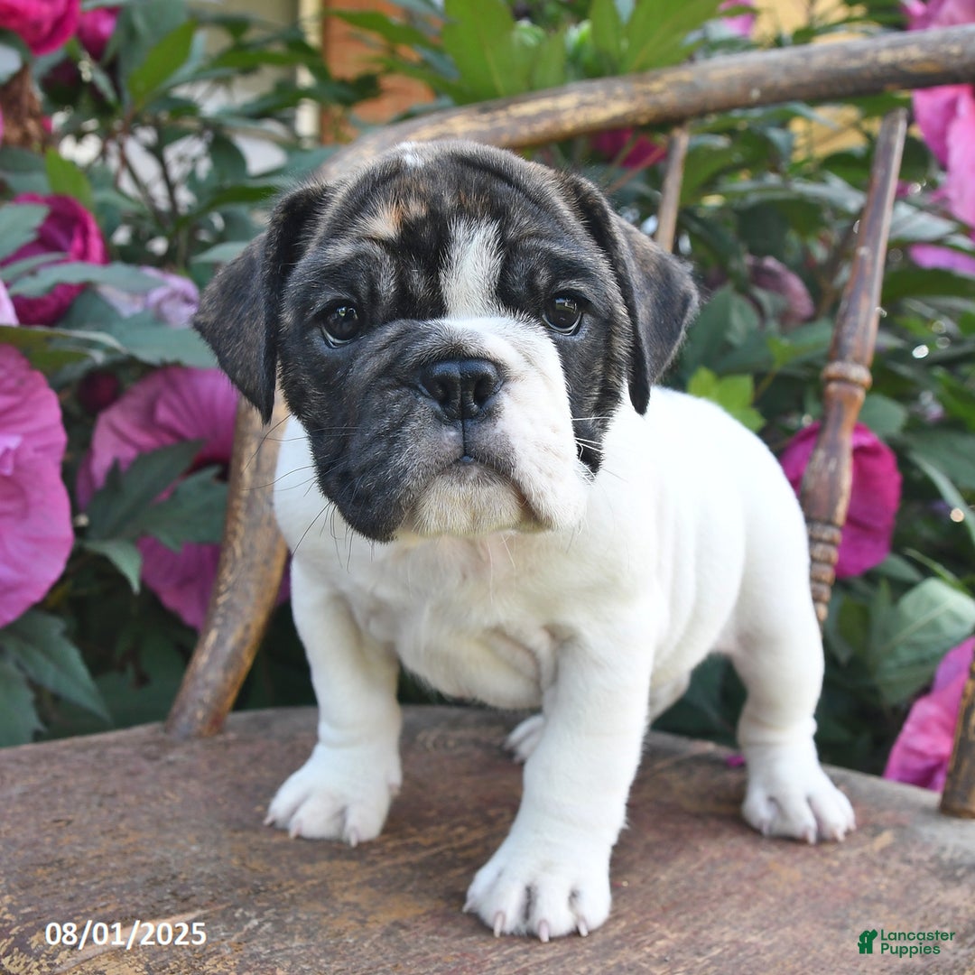 English Bulldog dogs for sale: Allace - Image 1