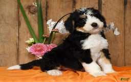 Bernedoodle dogs for sale: Danny - Image 5