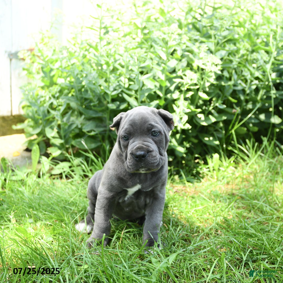 Cane Corso dogs for sale: Cane Corso 8 puppies - Image 10