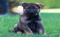 German Shepherd dogs for sale: Rolf - Image 8