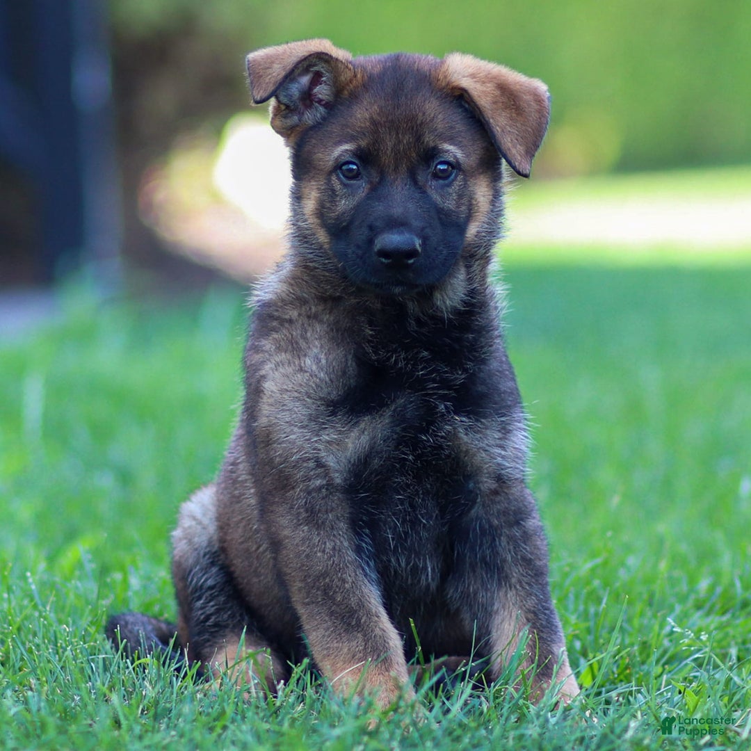 German Shepherd dogs for sale: Rolf - Image 8