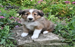 Shetland Sheepdog dogs for sale: Megan - Image 1