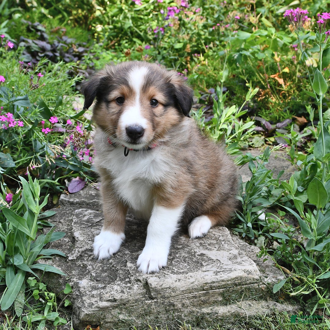Shetland Sheepdog dogs for sale: Megan - Image 1