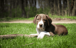 Great Dane dogs for sale: Jack - Image 10
