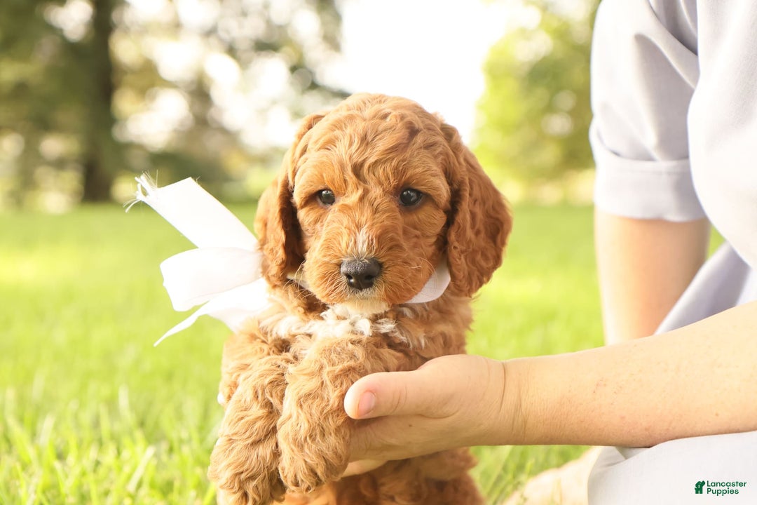 Mini Goldendoodle dogs for sale: Thunder - Image 6