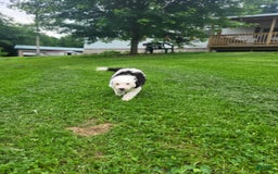 Old English Sheepdog dogs for sale: Indigo - Image 1