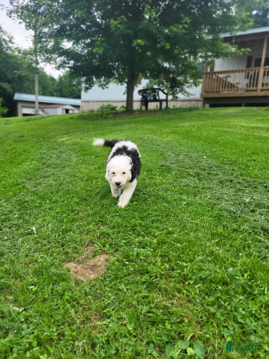 Old English Sheepdog dogs for sale: Indigo - Image 1