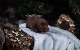 Miniature Dachshund dogs for sale: Smooth Coat Chocolate And Tan - Image 3