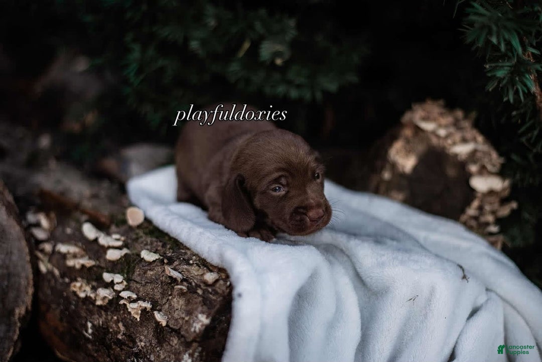 Miniature Dachshund dogs for sale: Smooth Coat Chocolate And Tan - Image 3