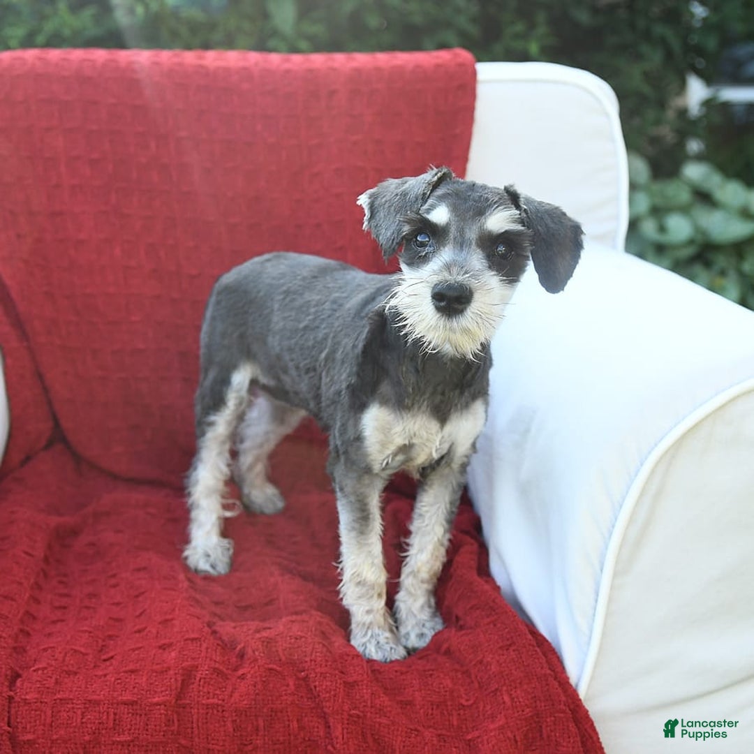Miniature Schnauzer dogs for sale: Malenna - Image 19