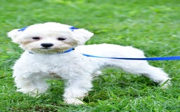 Maltese dogs for sale: River - Image 10