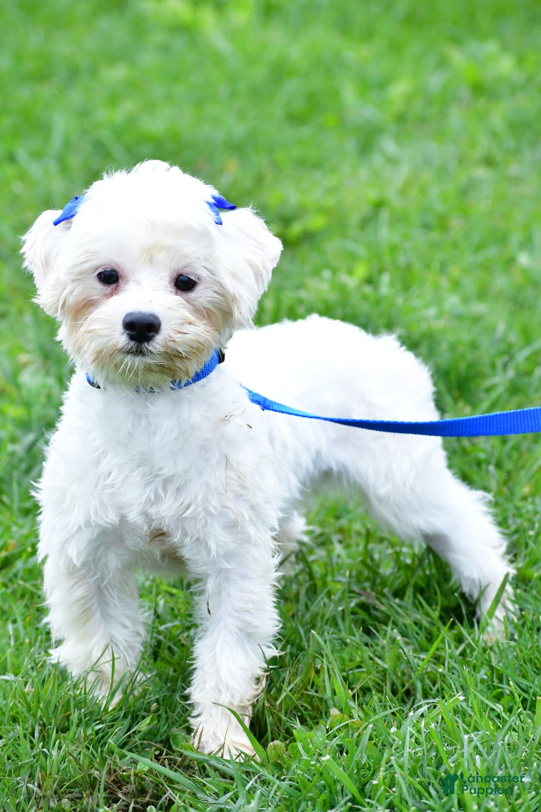 Maltese dogs for sale: River - Image 10