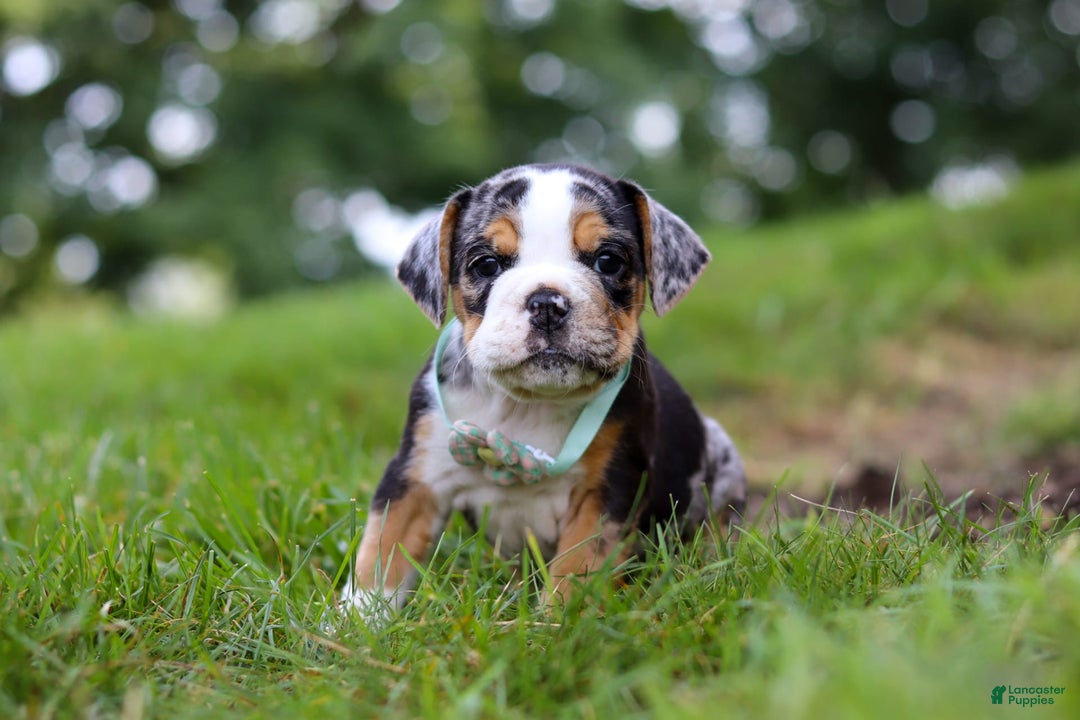Beabull dogs for sale: Faith - Image 2