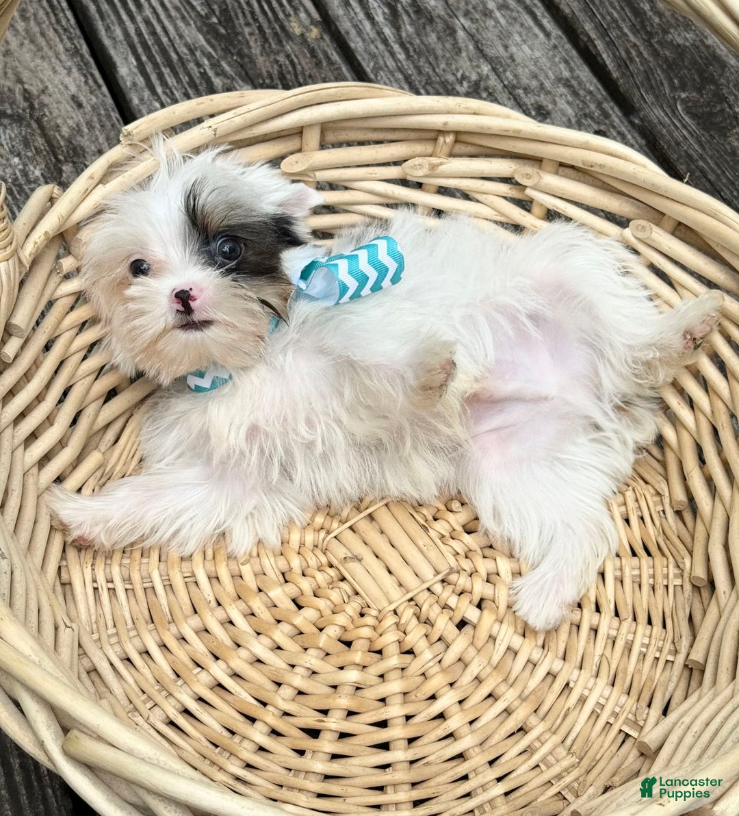 Yorkshire Terrier dogs for sale: Daniel - Image 3