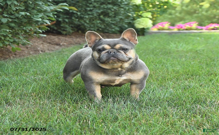 French Bulldog dogs for sale - Ad 1