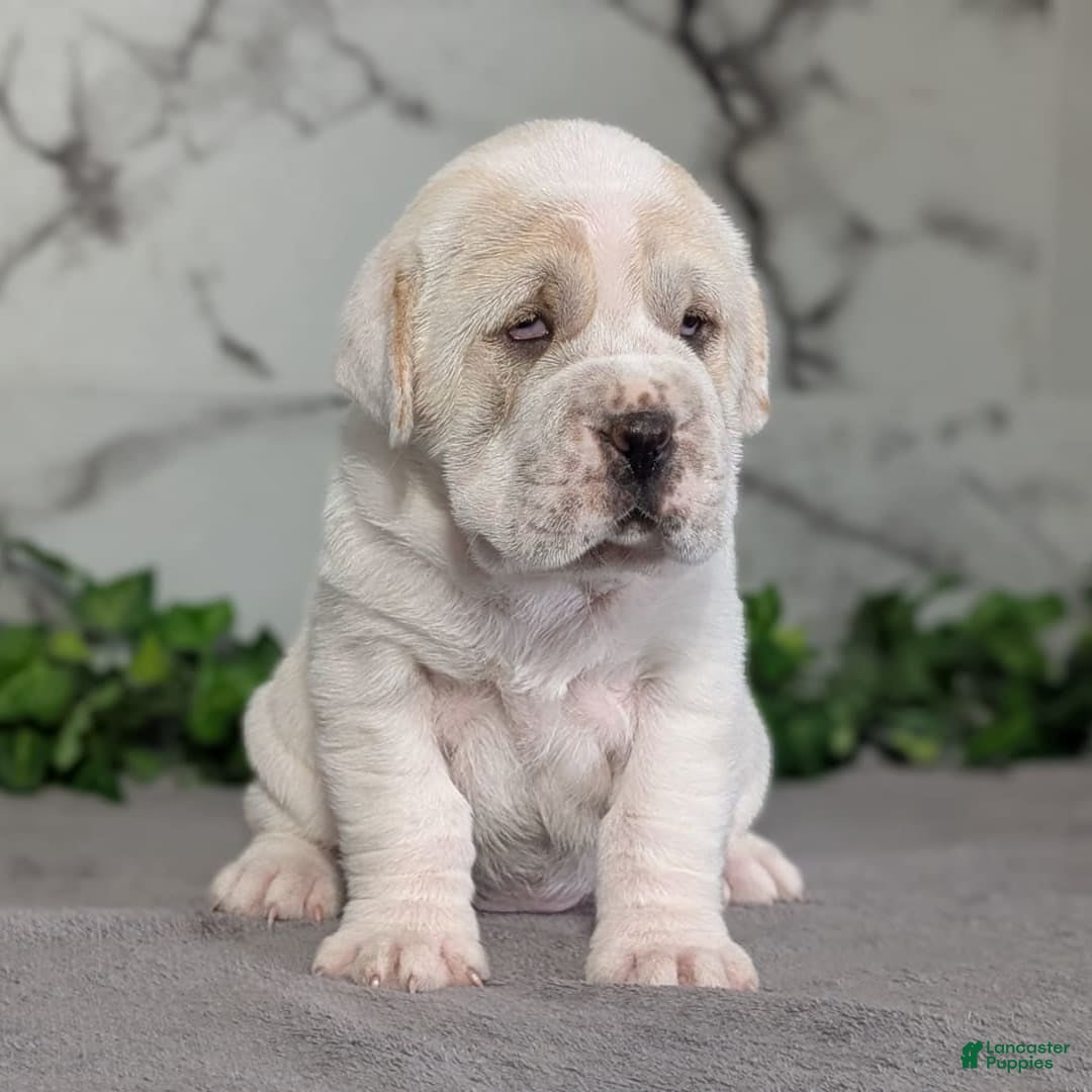 Mini Hippo dogs for sale: Casey - Image 16