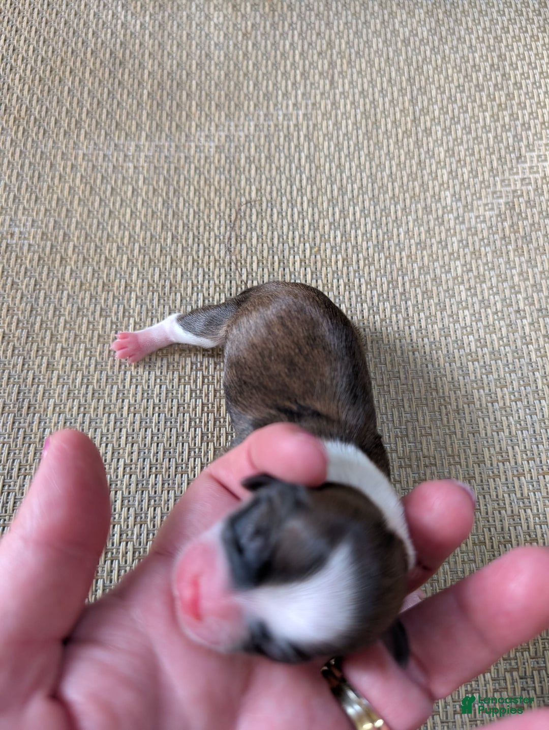 Chihuahua dogs for sale: Zander - Image 3