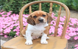 Beagle dogs for sale: Anita - Image 2